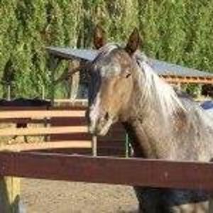 Meet your Posher, Holly